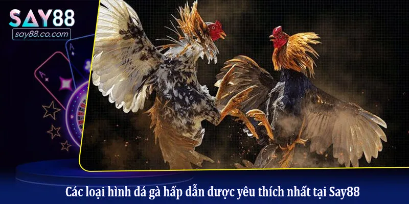 Các loại hình đá gà hấp dẫn được yêu thích nhất tại Say88