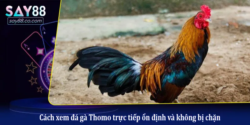 Cách đánh giá một chiến kê có lợi thế chiến thắng ở Thomo