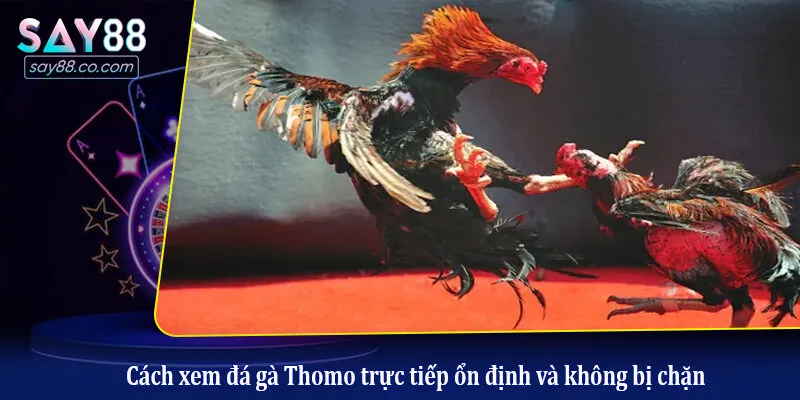 Cách xem đá gà Thomo trực tiếp ổn định và không bị chặn