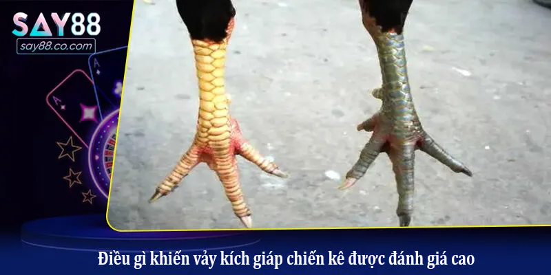 Điều gì khiến vảy kích giáp chiến kê được đánh giá cao