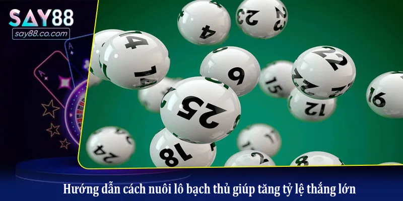 Hướng dẫn cách nuôi lô bạch thủ giúp tăng tỷ lệ thắng lớn