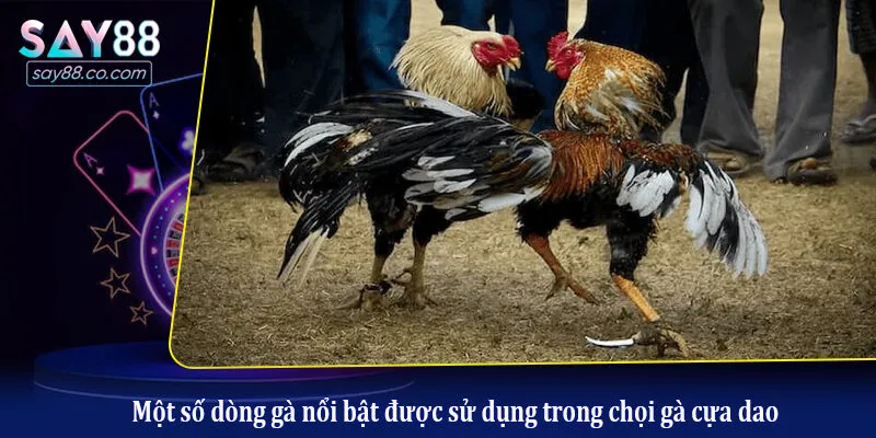 Một số dòng gà nổi bật được sử dụng trong chọi gà cựa dao