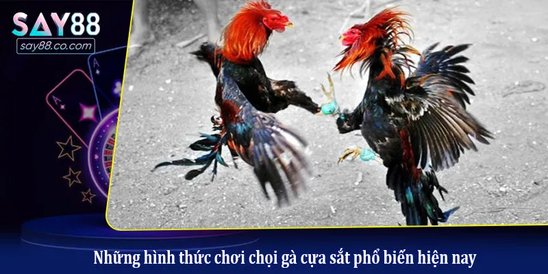 Những hình thức chơi chọi gà cựa sắt phổ biến hiện nay
