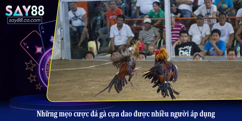 Những mẹo cược đá gà cựa dao được nhiều người áp dụng