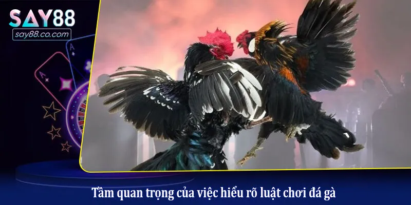 Tầm quan trọng của việc hiểu rõ luật chơi đá gà