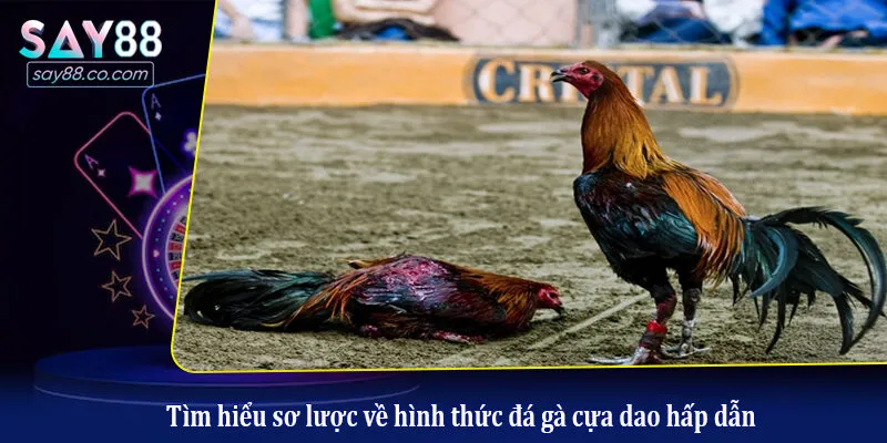 Tìm hiểu sơ lược về hình thức đá gà cựa dao hấp dẫn
