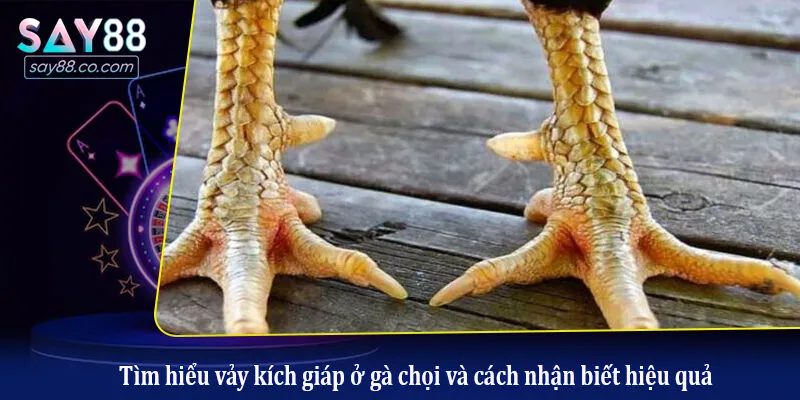 Tìm hiểu vảy kích giáp ở gà chọi và cách nhận biết hiệu quả