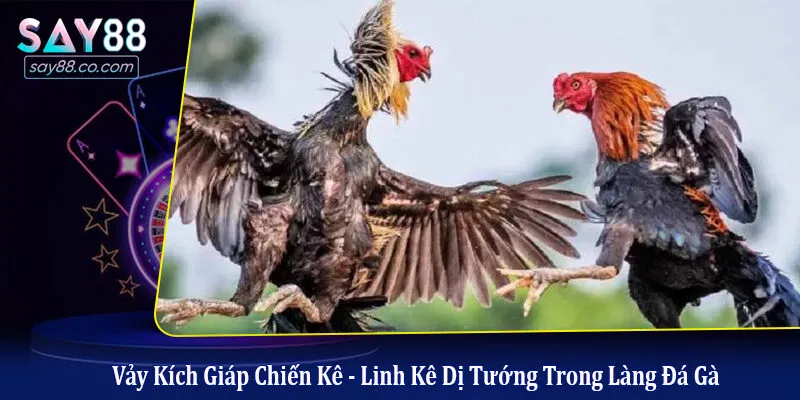 vảy kích giáp chiến kê