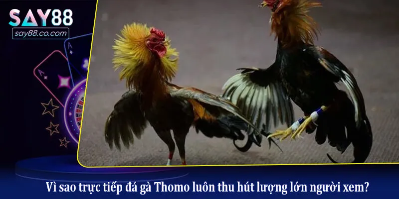 Vì sao trực tiếp đá gà Thomo luôn thu hút lượng lớn người xem?