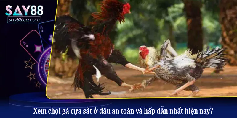 Xem chọi gà cựa sắt ở đâu an toàn và hấp dẫn nhất hiện nay?