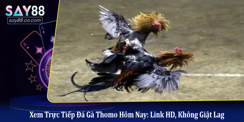 Xem Trực tiếp đá gà Thomo